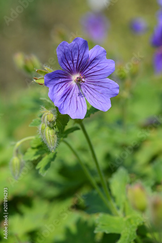 Purple cranesbill Rosemoor