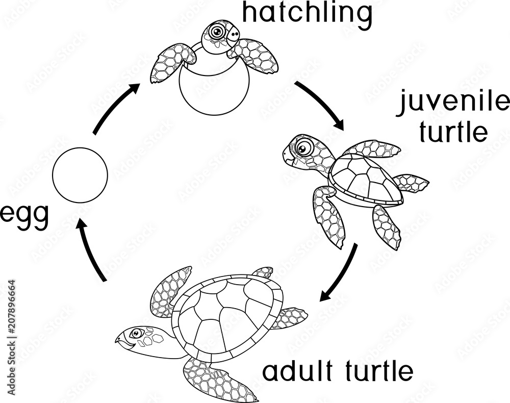Fototapeta premium Kolorowanka. Cykl życia żółwia morskiego