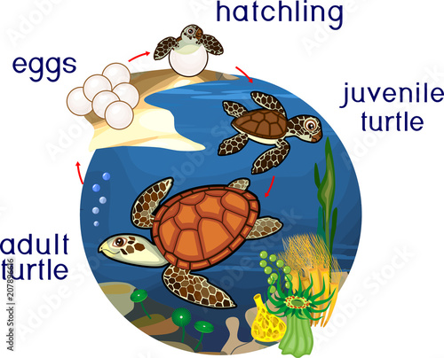 Life cycle of sea turtle. Sequence of stages of development of turtle from egg to adult animal