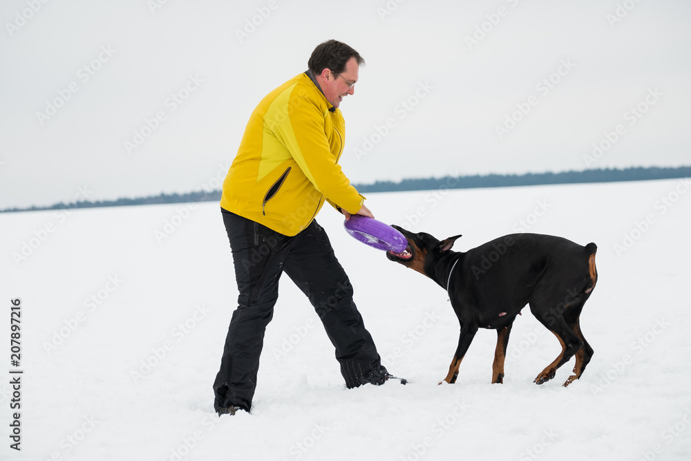 Training and playing with dogs Dobermans on a snowy field in winter