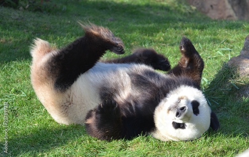 panda