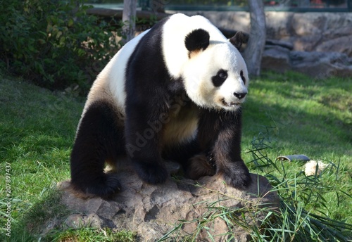 panda