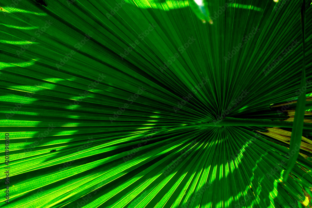 Obraz premium Tree branches and leaves are green on a white background.