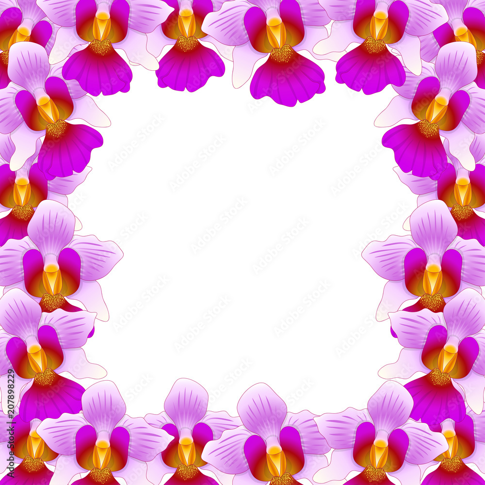 Vanda Miss Joaquim Orchid Border Vanda Miss Joaquim Orchid Border