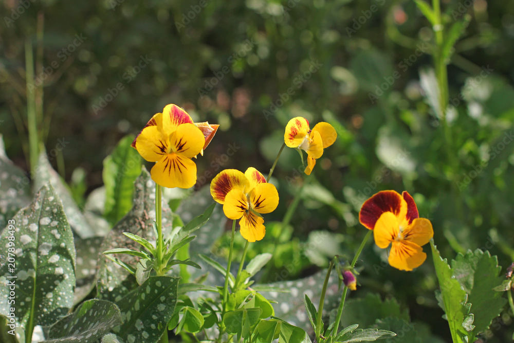Obraz premium Viola tricolor var. hortensis. Flowers in the garden