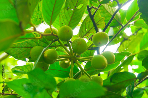 Tree branches and leaves are green on a white background.