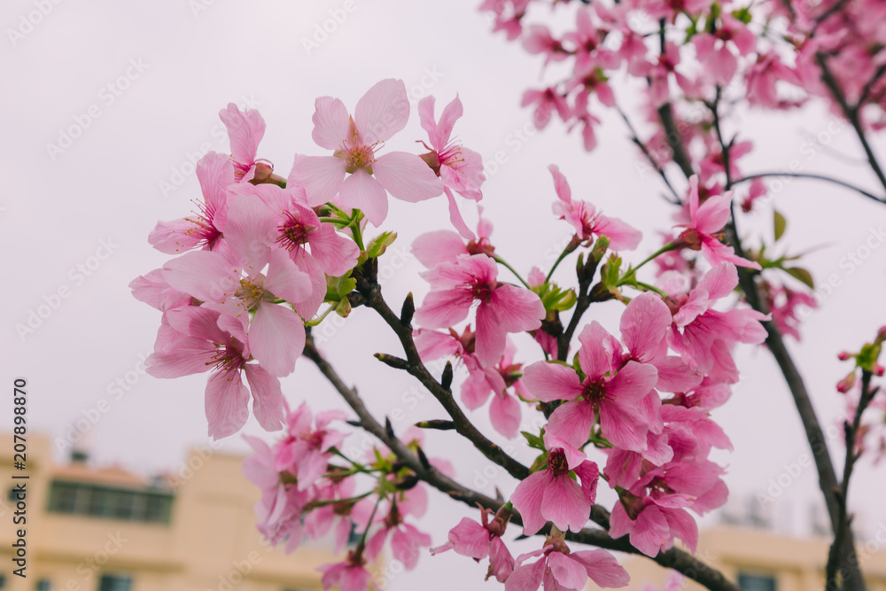 Sakura in Taiwan is blooming in February to March.