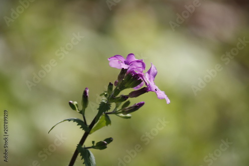 Nahaufnahme einer Blüte