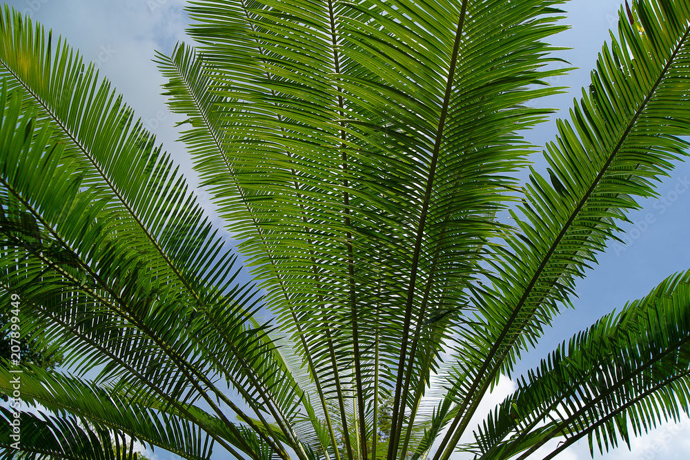 Tree branches and leaves are green on a white background. Tree branches and leaves are green on a white background.