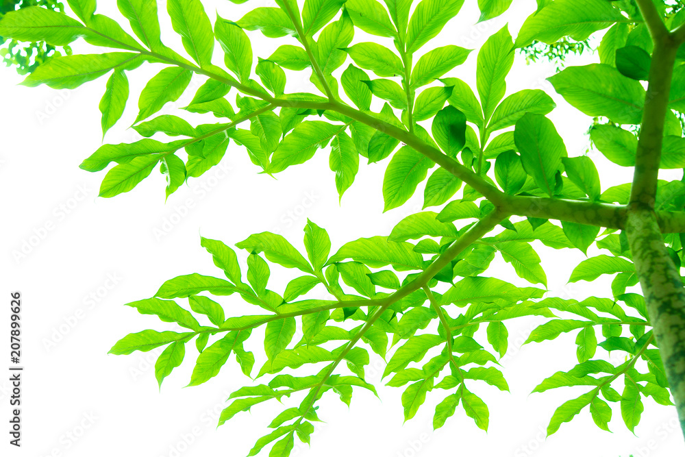 Tree branches and leaves are green on a white background. Tree branches and leaves are green on a white background.