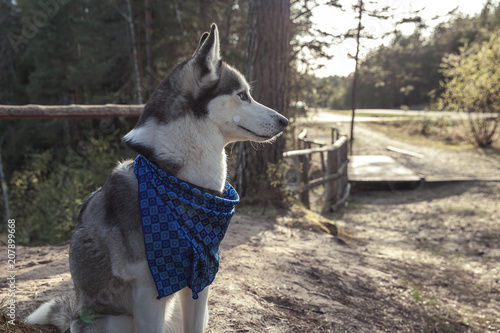 Dog breed Siberian Husky walking in autumn forest photo