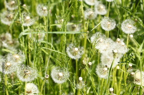 Fototapeta Naklejka Na Ścianę i Meble -  Pusteblumne, Löwenzahn, Samenstand