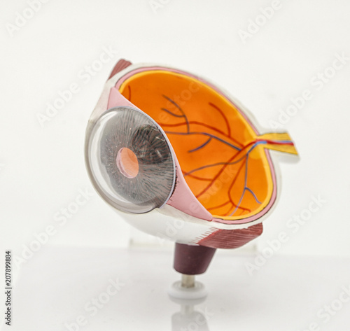 Model of an eye photo