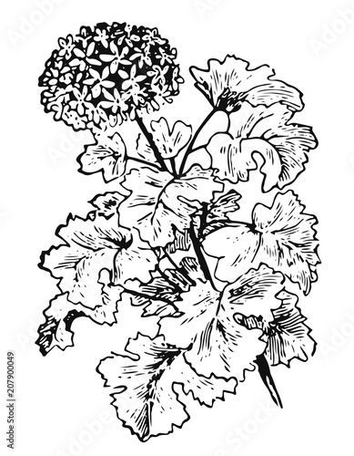 Fototapeta Naklejka Na Ścianę i Meble -  Geranium #vector #isolated - Geranie