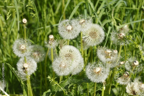Fototapeta Naklejka Na Ścianę i Meble -  Pusteblumne, Löwenzahn, Samenstand