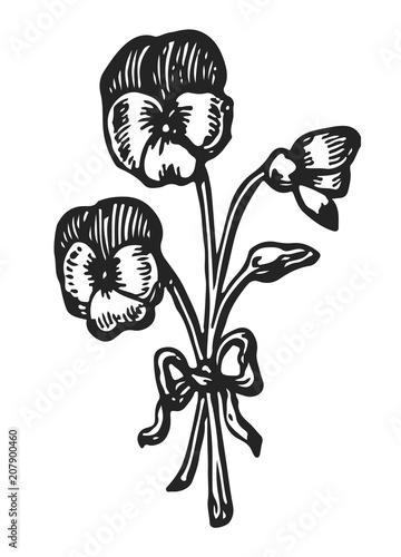 pansy #vector #isolated - Stiefmütterchen