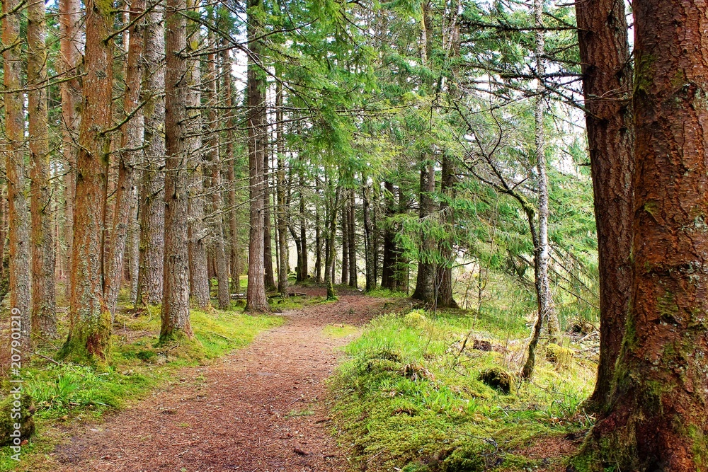 Fototapeta premium A footpath in the Rannoch Forest, Perthshire, Scotland.