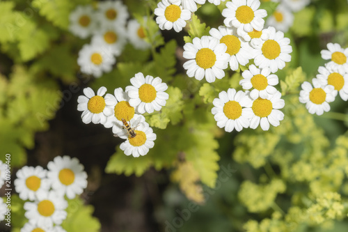 Bertram von Oben fotografiert mit Insekt auf der Blüte