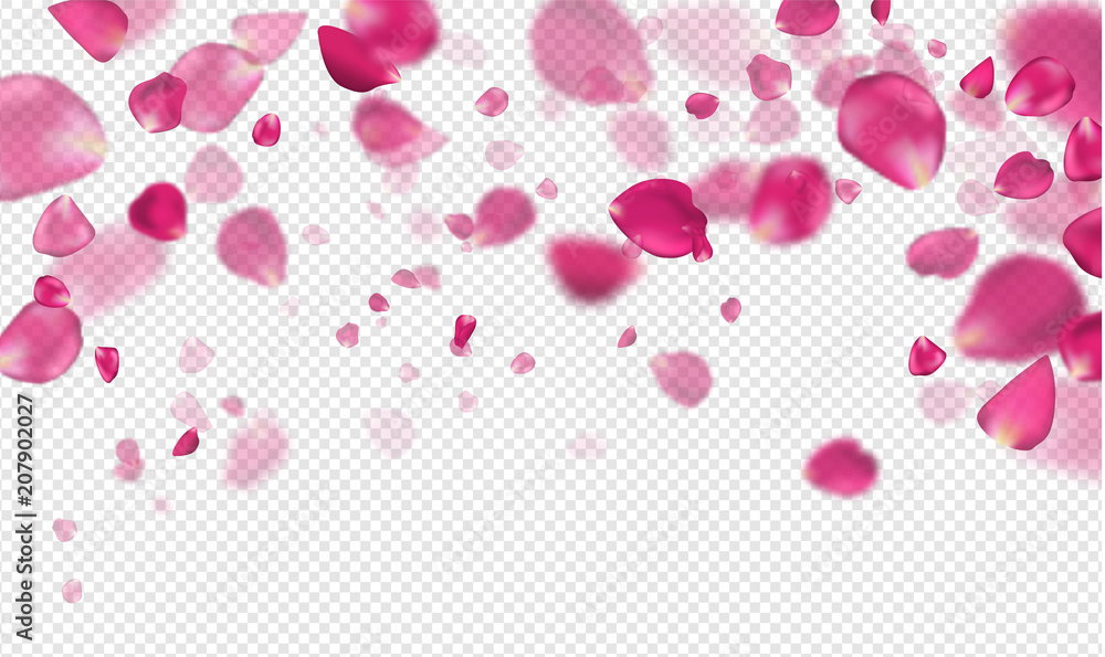 Flying pink rose petals on a transparent background.Vector illustration.