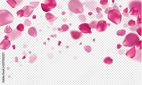 Fototapeta Naklejka Na Ścianę i Meble -  Flying pink rose petals on a transparent background.Vector illustration.