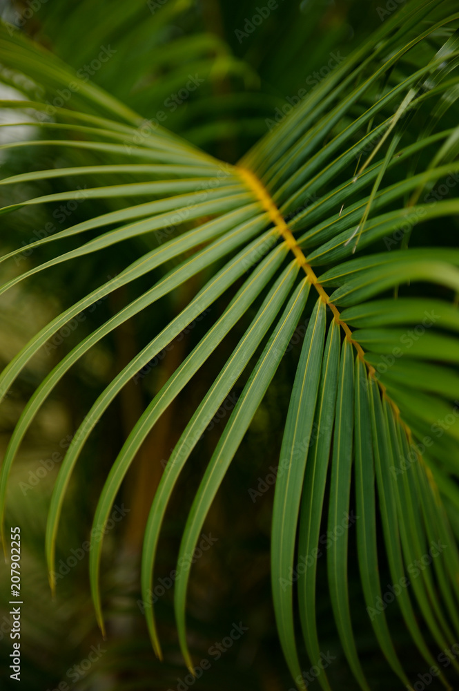 Palm Palm