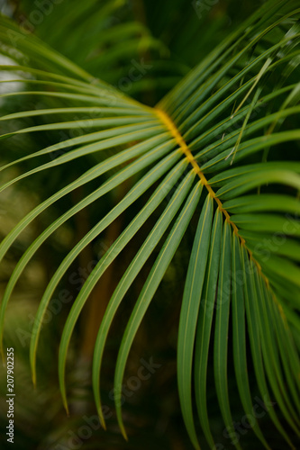 Palm