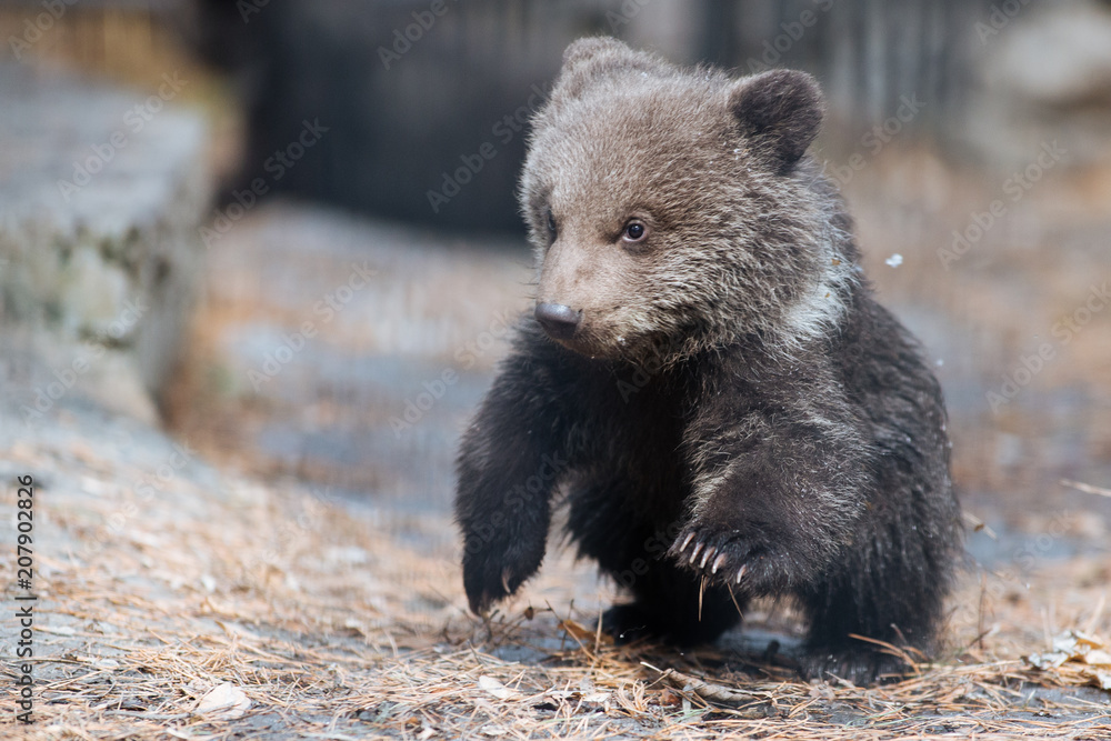 Fototapeta premium Funny brown bear cub