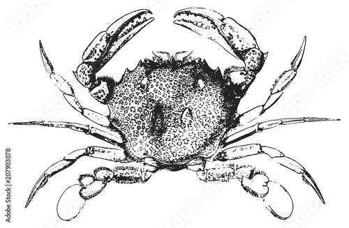 Crab #vector #isolated - Krebs