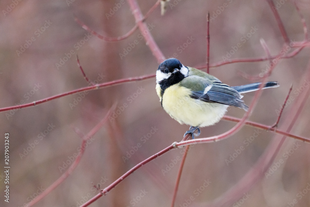 Obraz premium titmouse on a branch