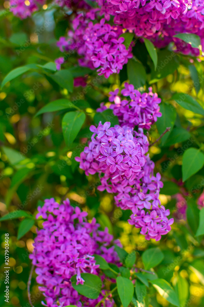Lilac Lilac