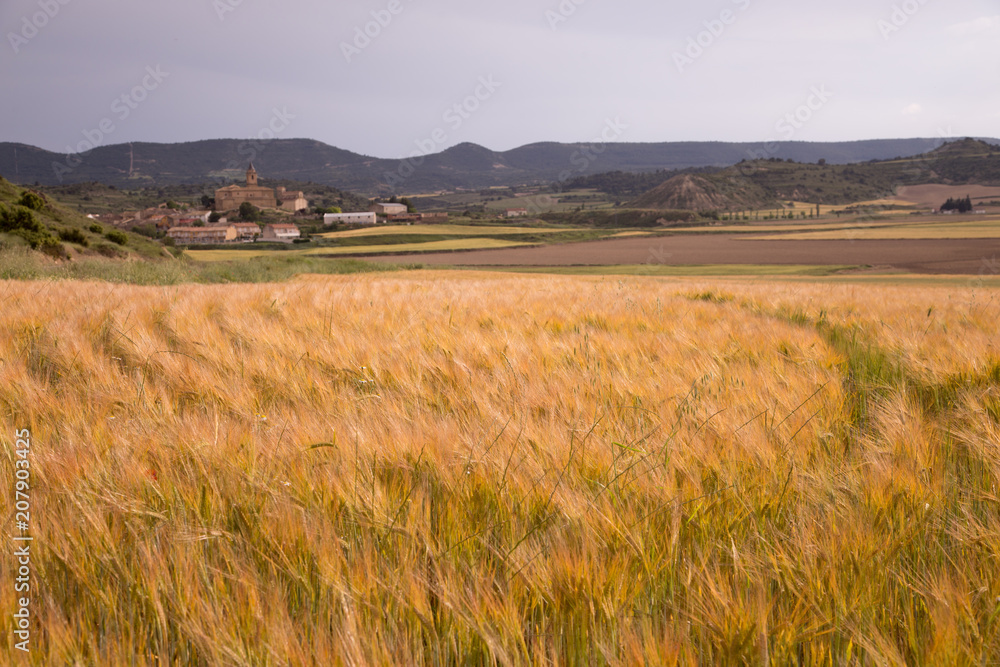 Fields in spring in the province of Huesca. Spain