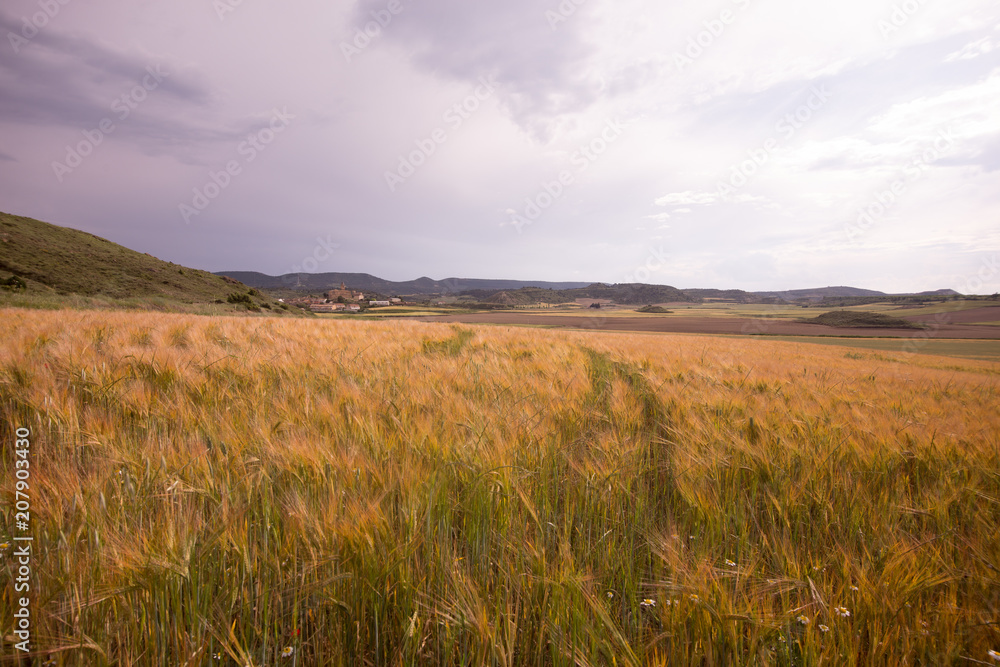 Fields in spring in the province of Huesca. Spain