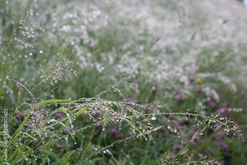 Blumen Pflanzen 