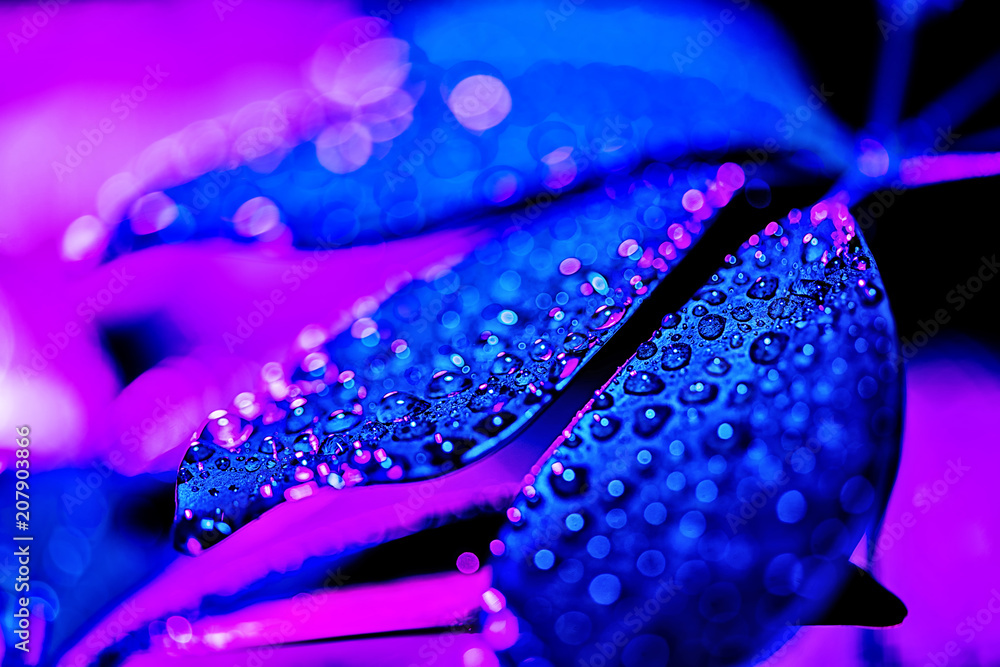 botany texture with blue schefflera leaf with purple drops botany texture with blue schefflera leaf with purple drops