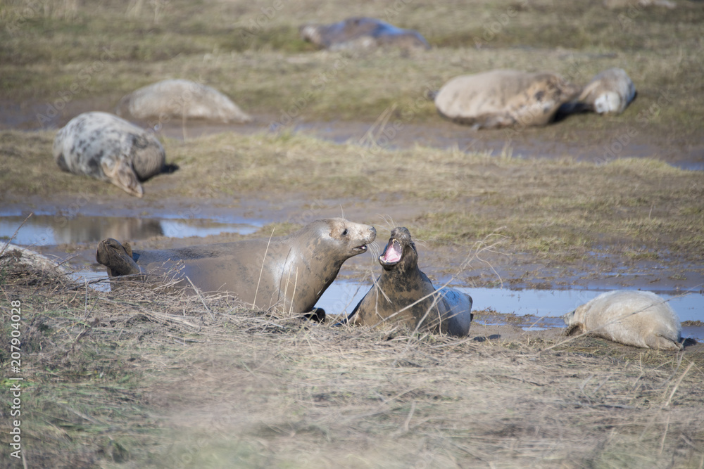 Fototapeta premium Donna Nook, Lincolnshire, UK – Nov 16: Fights often break out amongst grey seals come ashore for birthing season on 16 Nov 2016 at Donna Nook Seal Sanctuary