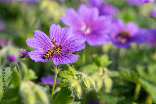 Honeybee collecting pollen from a geranium