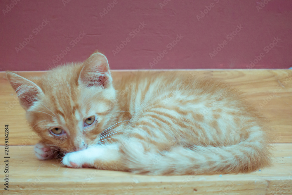 Naklejka premium An orange cat was dozing off