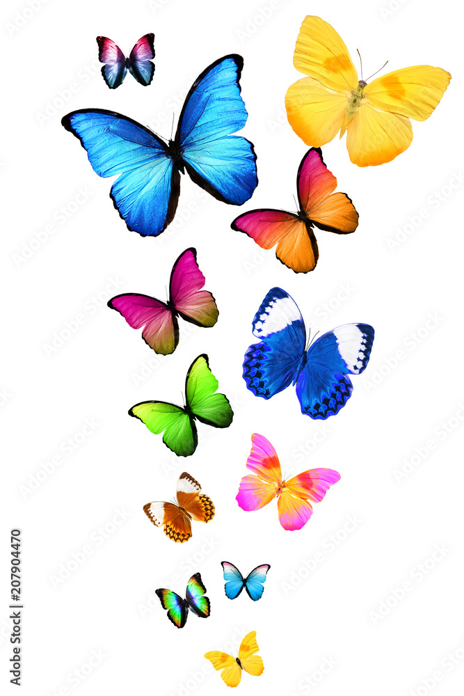 Разноцветные бабочки картинки - 79 фото
