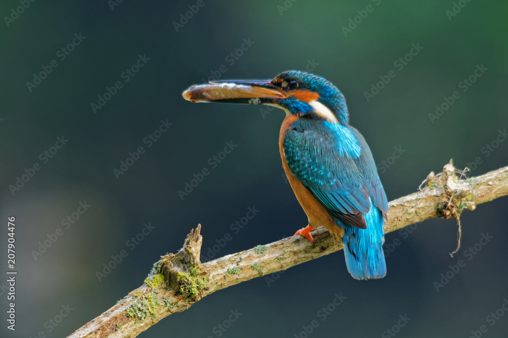 Fototapeta premium Wildlife photo - kingfisher sitting on branch with fish in his beak, Danubian wetland, Slovakia, Europe