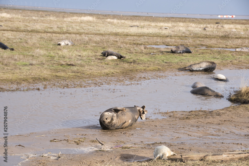 Donna Nook, Lincolnshire, UK – Nov 16: Grey seals come ashore for birthing season lie scattered across the beach on 16 Nov 2016 at Donna Nook Seal Sanctuary, Lincolnshire Wildlife Trust Donna Nook, Lincolnshire, UK – Nov 16: Grey seals come ashore for birthing season lie scattered across the beach on 16 Nov 2016 at Donna Nook Seal Sanctuary, Lincolnshire Wildlife Trust