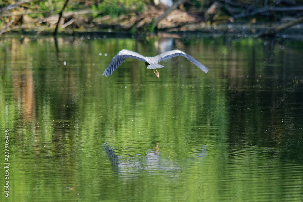 Wildlife photo - Blue heron flying over the lake, Danubian wetland, Slovakia, Europe Wildlife photo - Blue heron flying over the lake, Danubian wetland, Slovakia, Europe