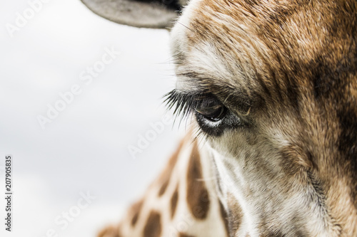 a giraffe leaning over a close up of her eye and  lashes  photo