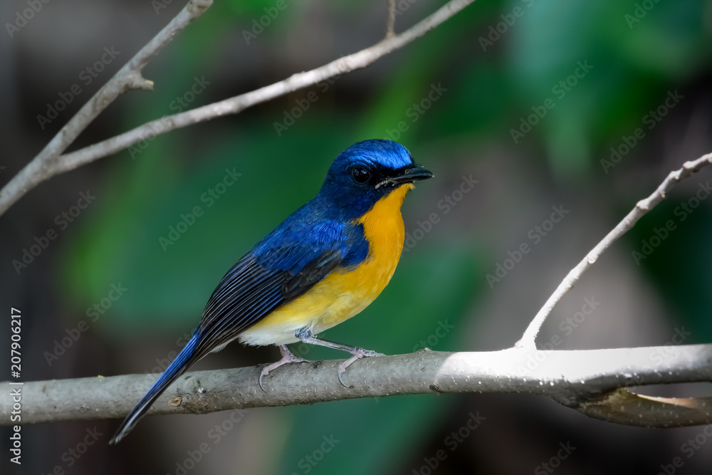 hill blue flycatcher