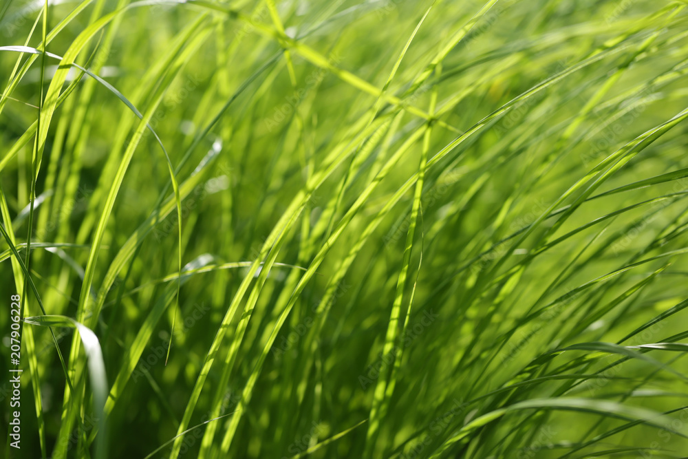 Green grass background