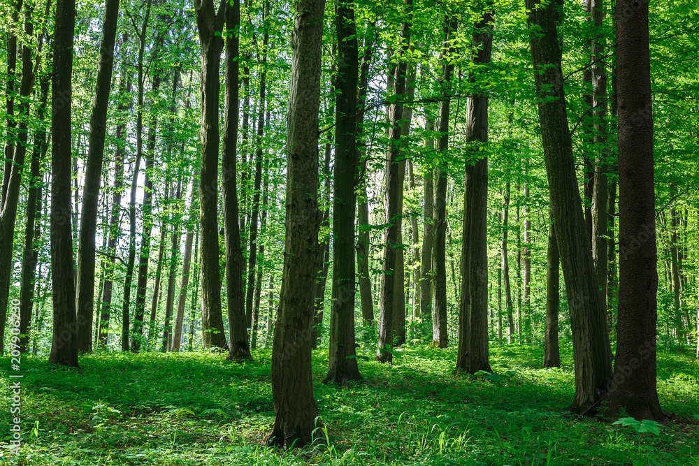 Green deciduous forest on a sunny day. Green deciduous forest on a sunny day.