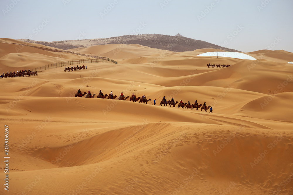 Caravan of camels. Kubuqi desert, Inner Mongolia, China