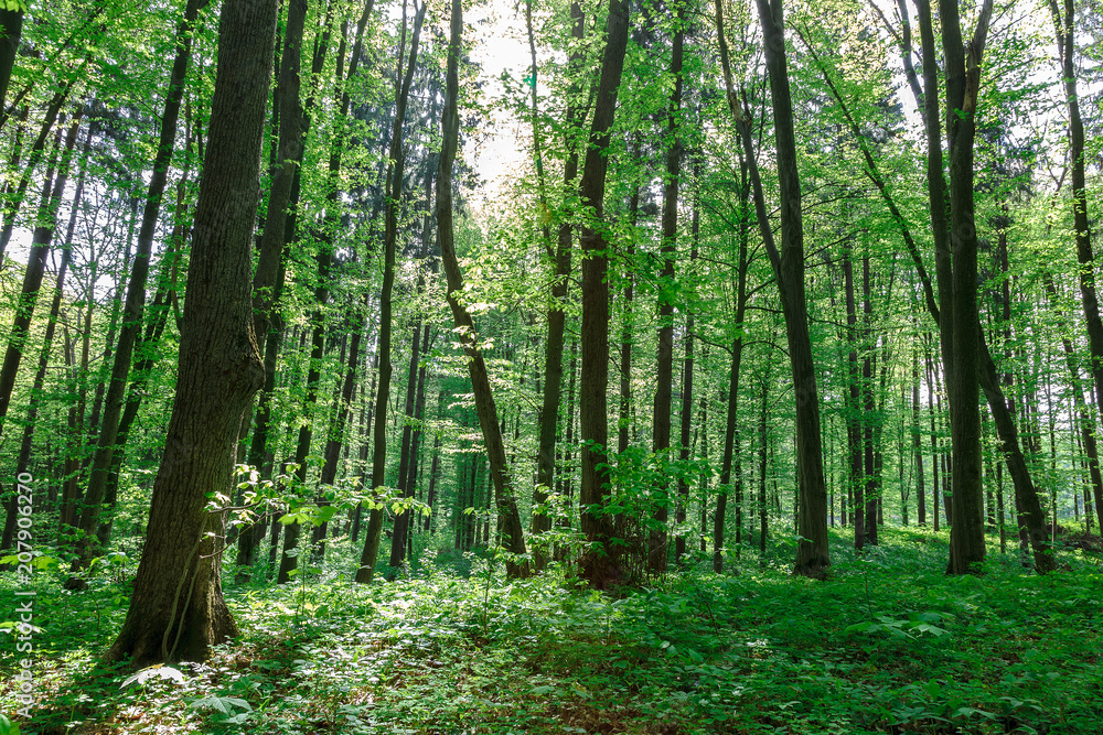 Green deciduous forest on a sunny day. Green deciduous forest on a sunny day.