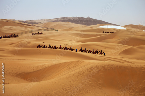 Caravan of camels. Kubuqi desert  Inner Mongolia  China