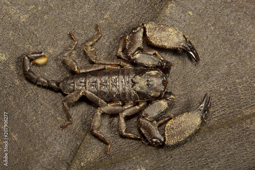 Wood scorpion  Liocheles sp  Hemiscopiidae  Manu Tripura  India