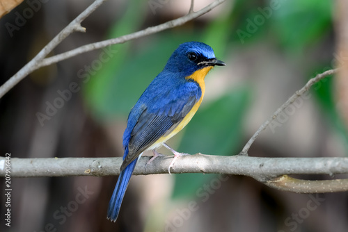 hill blue flycatcher